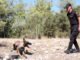 Jandarma Köpeği 'Hane' Orman Yangınlarının İzinde - Adana Mersin