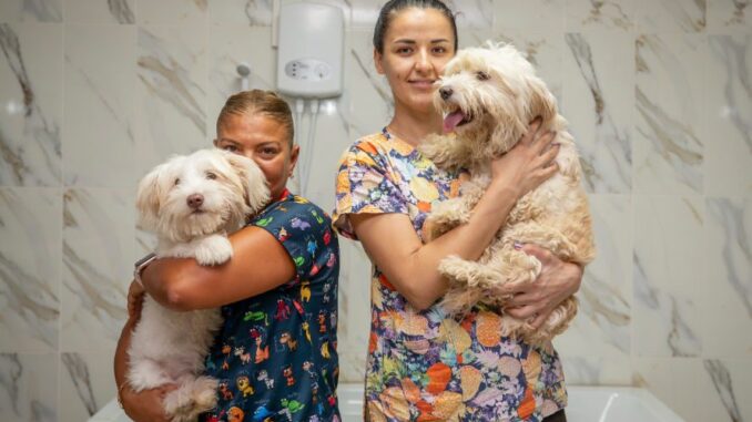Mersin'de Köpekler ve Kediler İçin Bakım Seferberliği Başladı - Adana Mersin